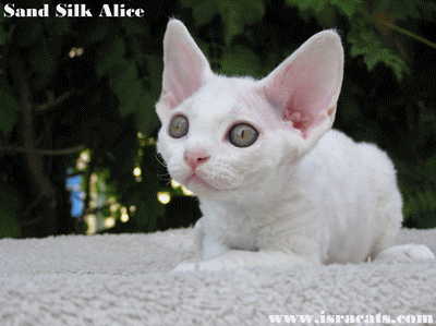 Sand Silk available kittens 